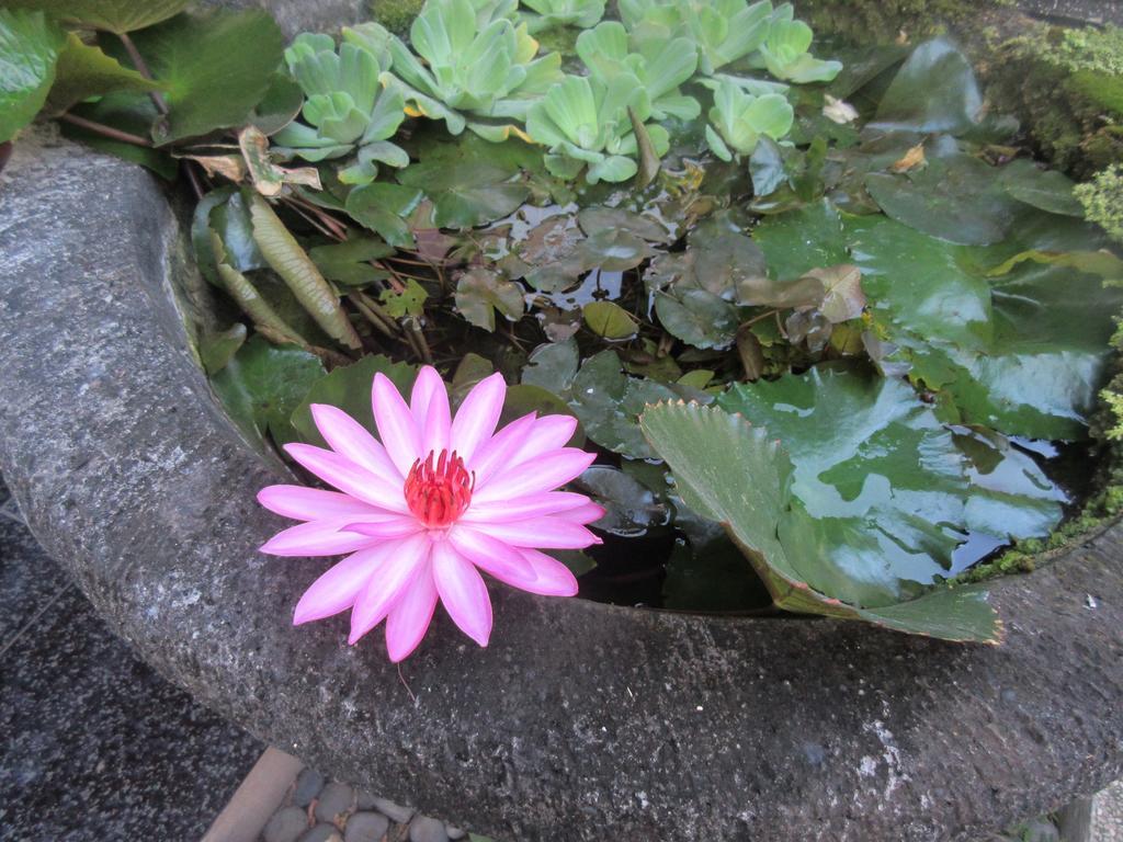 Rika Sanur Homestay Екстер'єр фото